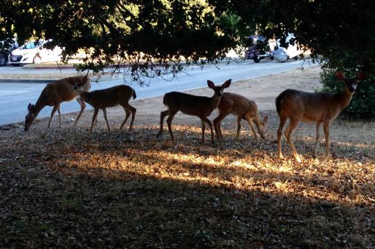 Deer eating under an oak tree